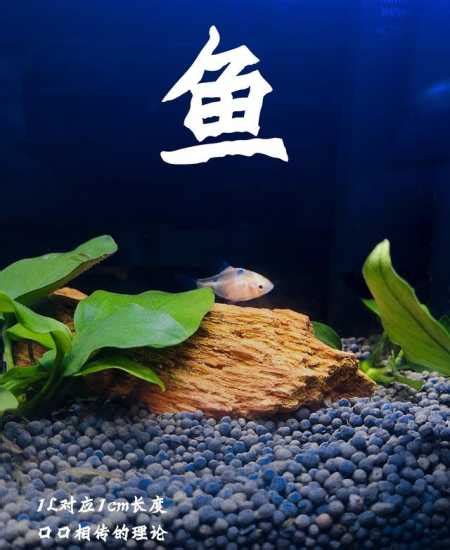 一尺魚缸養多少魚|魚缸養多少魚合適，這個公式告訴你，再也不用請教別。